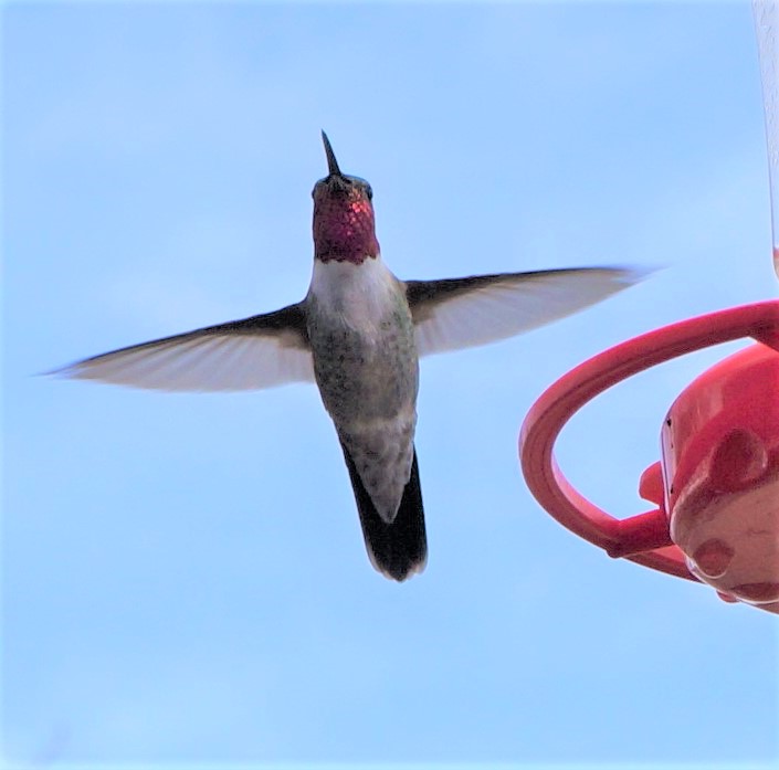 hummingbird in flight for roxanne hawn writer home page