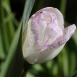 white tulip with pink/lavender edges