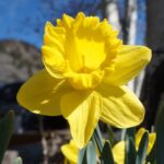 roxanne hawn recommendations - daffodil photo